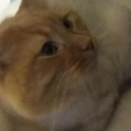DouxDoux